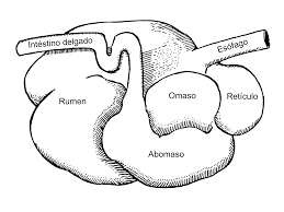 El cuajo animal. Artesanal y comercial