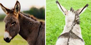 Pule. El queso más caro de mundo.