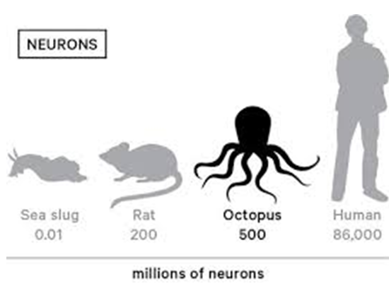 El molusco más inteligente, con los pies en la cabeza, que está delicioso a feira