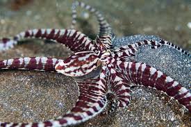 El molusco más inteligente, con los pies en la cabeza, que está delicioso a feira