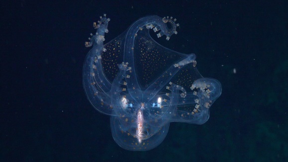 El molusco más inteligente, con los pies en la cabeza, que está delicioso a feira