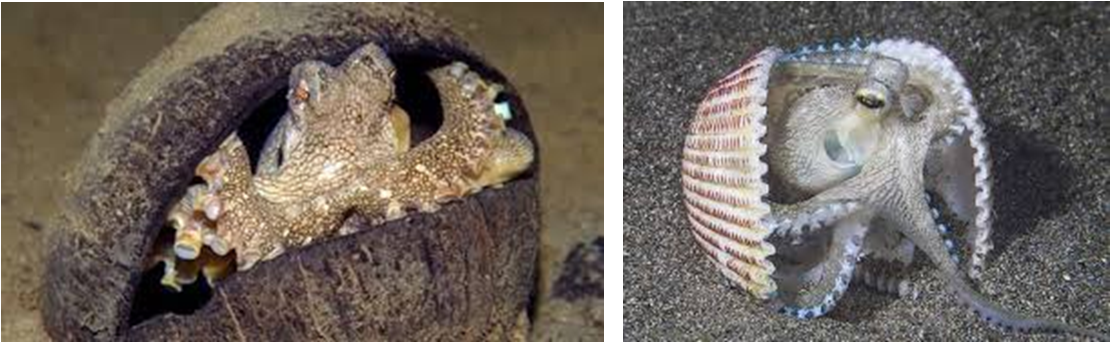 El molusco más inteligente, con los pies en la cabeza, que está delicioso a feira